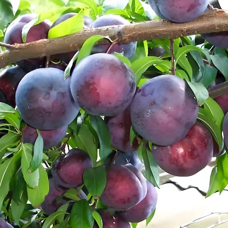 ⏰VIP Shipping Today Only-Ships within 24 hours⏰🍑Heirloom Non-GMO Grafted Plum Tree Seeds
