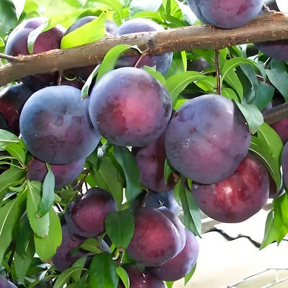 ⏰VIP Shipping Today Only-Ships within 24 hours⏰🍑Heirloom Non-GMO Grafted Plum Tree Seeds