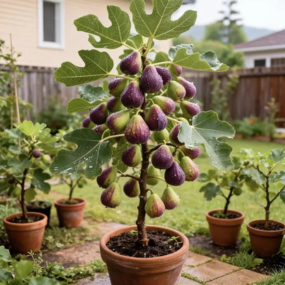 🏆 Over 65,000 Sold! 🌿 Ficus Carica Seeds – Easy to Grow at Home on Your Terrace or Balcony