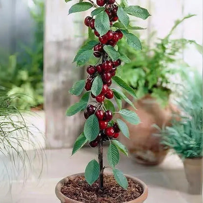 🍒 Premium Sweet Cherry Seeds (New Harvest) – 99% Germination | Pre-Primed for Fast Sprouting