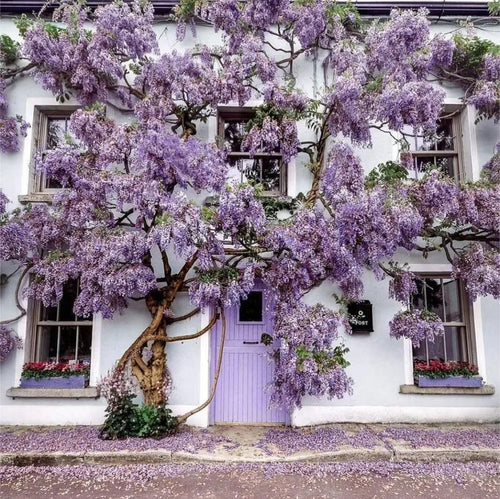 Wisteria Flower Seeds-Waterfall Flower