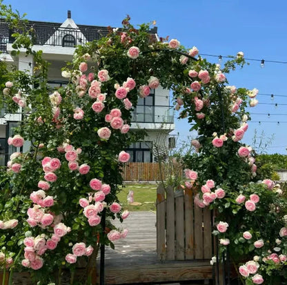 Climbing Rose Vine Seeds 🌹Amazing Growth & Beautiful Roses