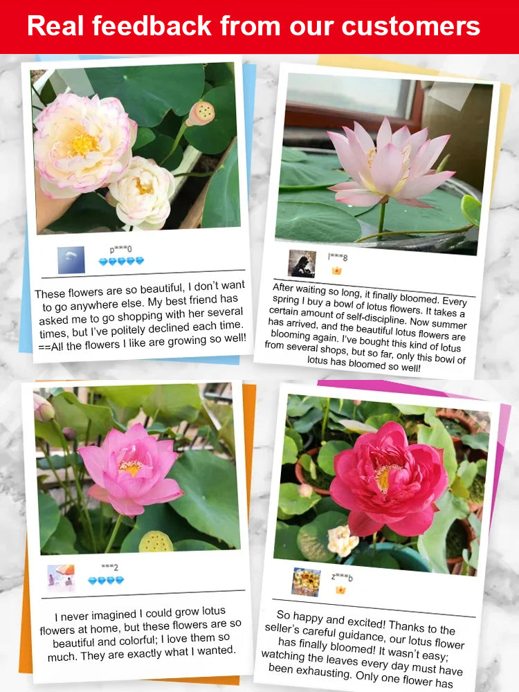 【Blooms Normally Even at -20℃】🪷 Winter Ornamental Hydroponic Lotus Seeds, Survival Rate Up to 99%!