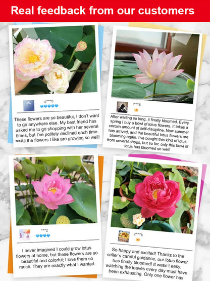 【Blooms Normally Even at -20℃】🪷 Winter Ornamental Hydroponic Lotus Seeds, Survival Rate Up to 99%!