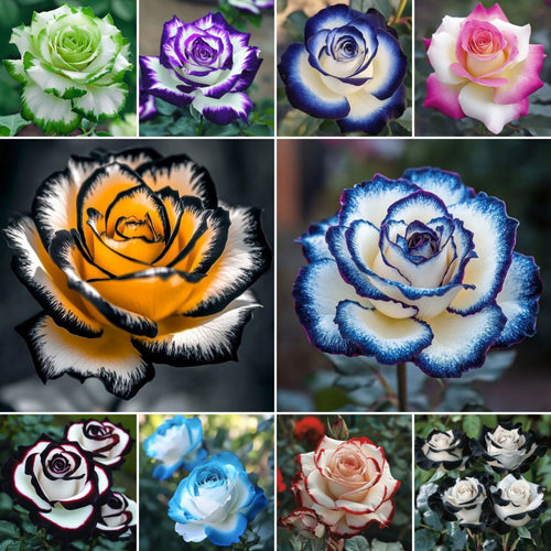 🌈🌹Rare Blue Moon Rose 🌌Multi-Colored Petal Lace Rose
