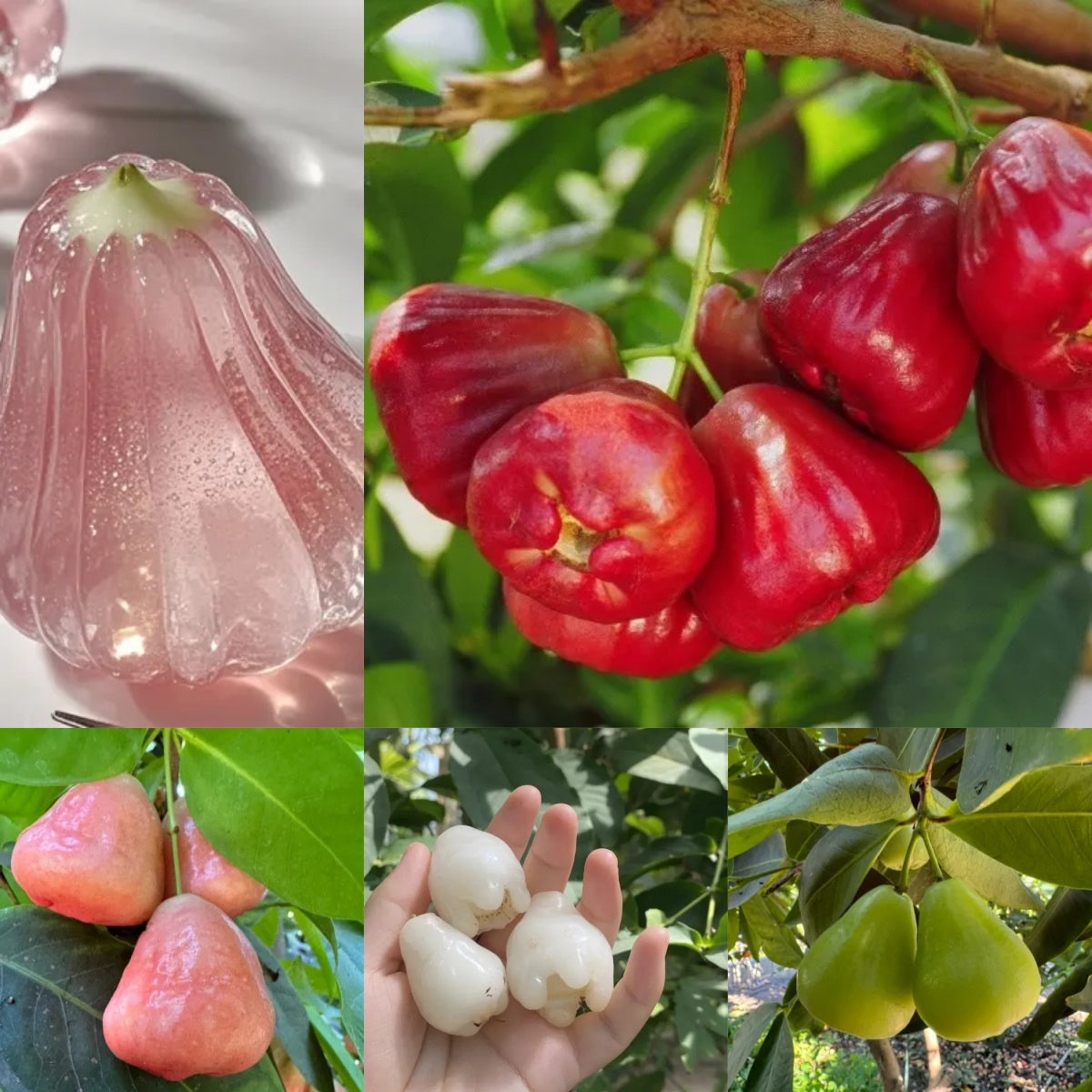 🍹Sweet, crispy, and juicy wax apple seeds🪴