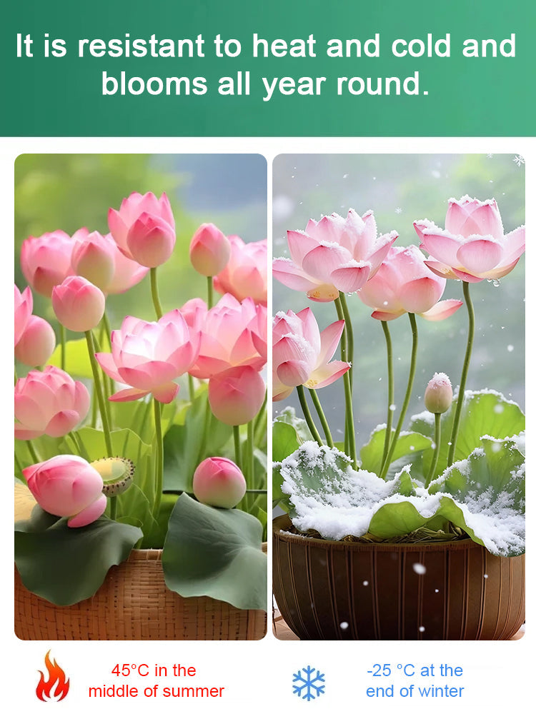 USDA Organic Certified Hydroponic Lotus Seeds