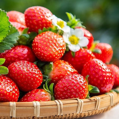 All-year-round strawberry seeds🍓