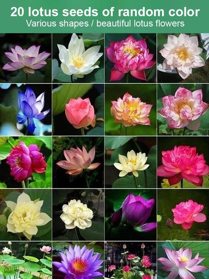 【Blooms Normally Even at -20℃】🪷 Winter Ornamental Hydroponic Lotus Seeds, Survival Rate Up to 99%!