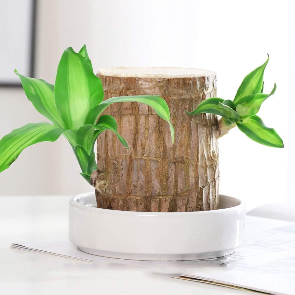🎁Lucky Plant🪴Brazilian Wood🔥The best-selling bonsai in 2026
