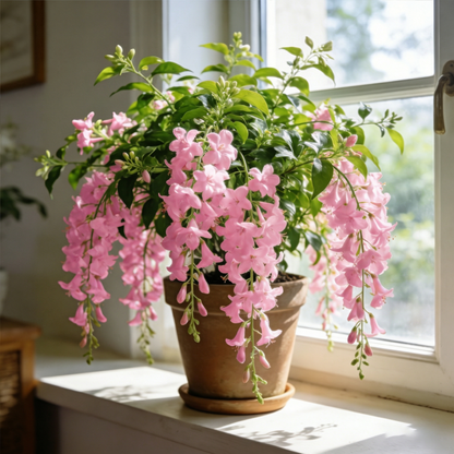 🌿Weeping Jasmine Seeds💮A faint fragrance lulls you into dreamland
