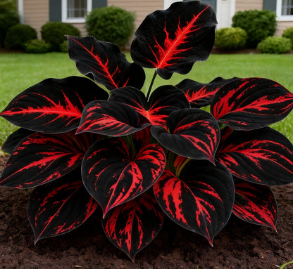 🔥🌌 Glow-in-the-Dark Garden Magic: Rare Dark Blue Flame Hostas Seeds