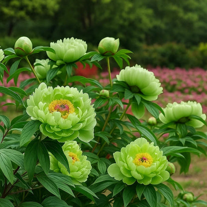 Rare Double Peonies That Bloom Big & Beautiful