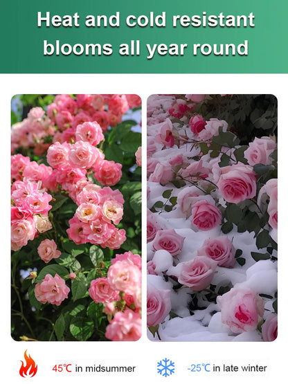 【Blooms in 25 days】Heat-resistant, Sun-resistant, Drought-resistant Desert Rose Bulbs 🔥Can Grow Without Watering