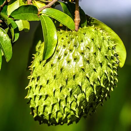 🏆Flash Sale⚡Almost Gone-💥🌸 Organic Soursop (Graviola) – Non-GMO Heirloom Tropical Fruit