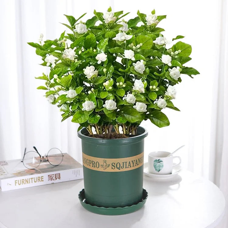 🌸LAST DAY Promotion 49% OFF🌸Double Jasmine
