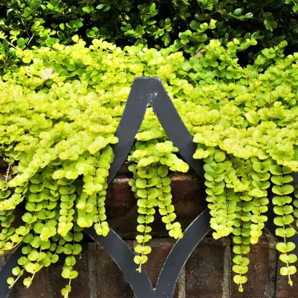 🌈Wonderful yellow-green ground cover plant ✨Golden leaf sedge