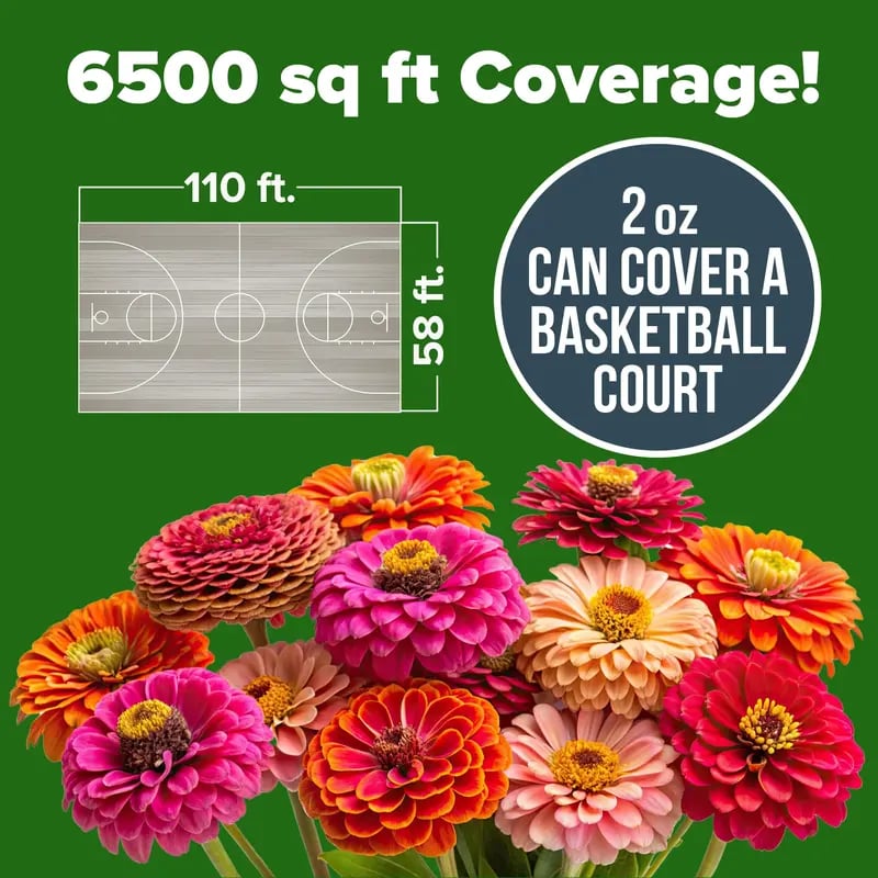 🔥Last Day 70% OFF🔥Zinnia Seeds - Pure Seeds - No Filler -Heirloom Flower Seeds
