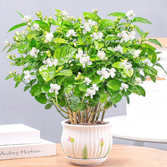 🌸LAST DAY Promotion 49% OFF🌸Double Jasmine