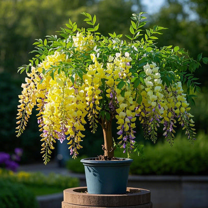 🌈🏠Create a beautiful space: Wisteria seeds illuminate hope💜🌼
