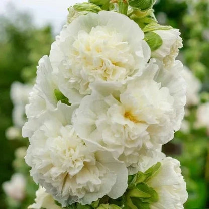 🌺Double Hollyhock Seeds – Fall & Winter Planting, Perennial Blooms & Stunning Garden Elegance🍂