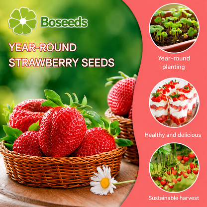 All-year-round strawberry seeds🍓