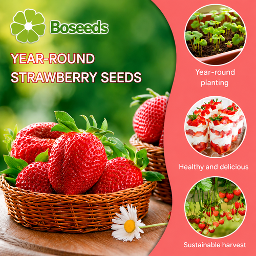 All-year-round strawberry seeds🍓