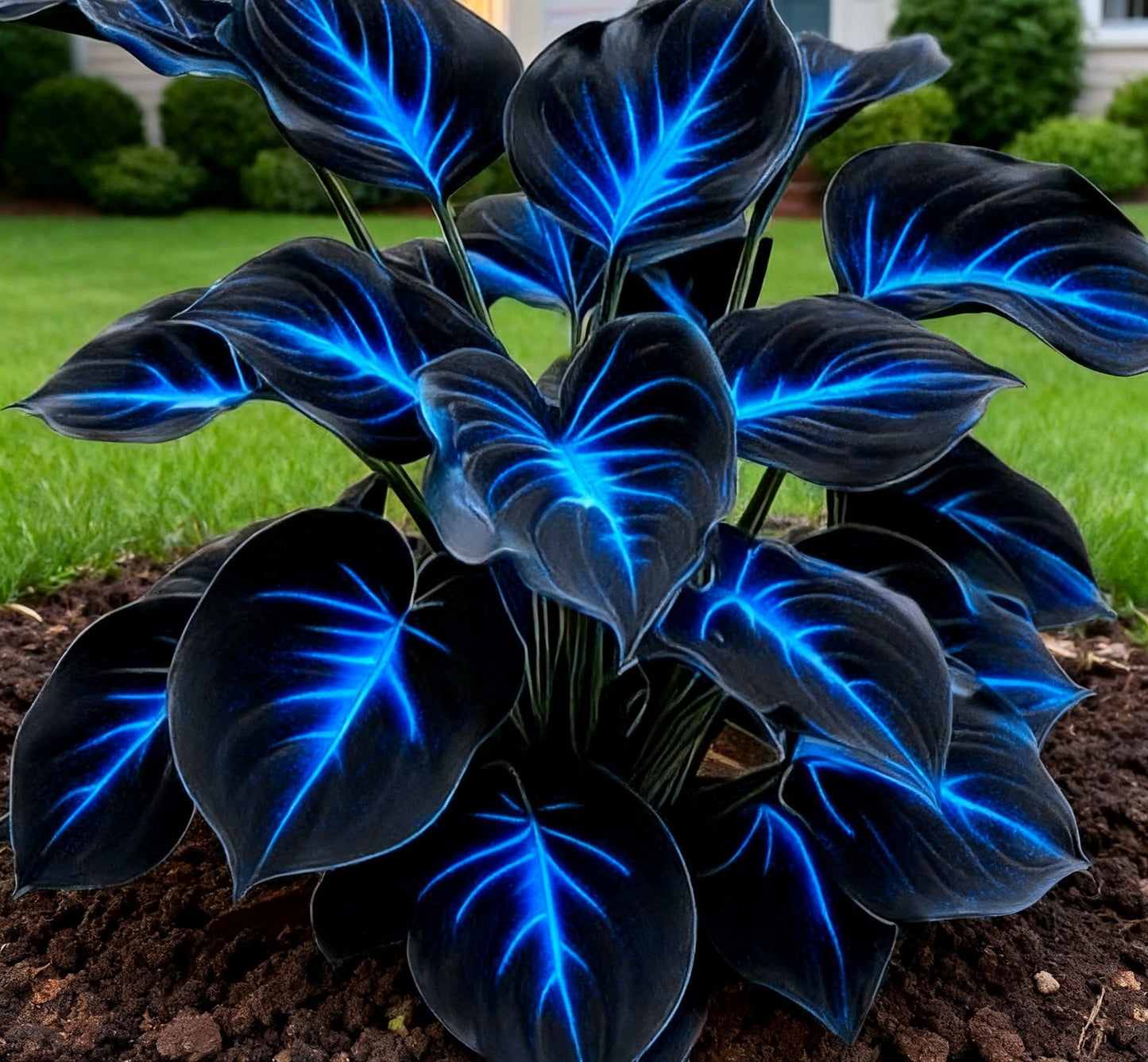 🔥🌌 Glow-in-the-Dark Garden Magic: Rare Dark Blue Flame Hostas Seeds