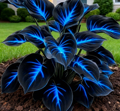🔥🌌 Glow-in-the-Dark Garden Magic: Rare Dark Blue Flame Hostas Seeds