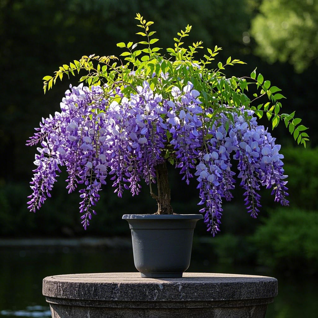 🌈🏠Create a beautiful space: Wisteria seeds illuminate hope💜🌼