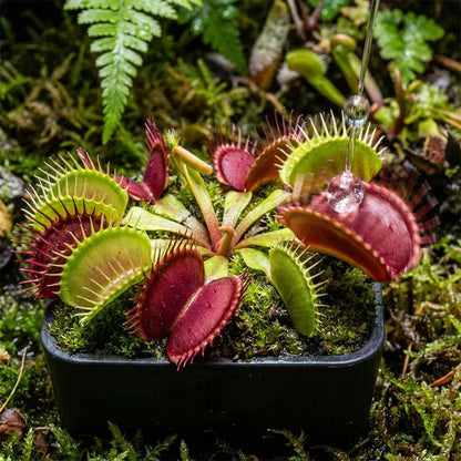 🌱[Amazing Venus Flytrap Seeds]—Grow Your Own Mini Carnivorous Monster!😱🌿