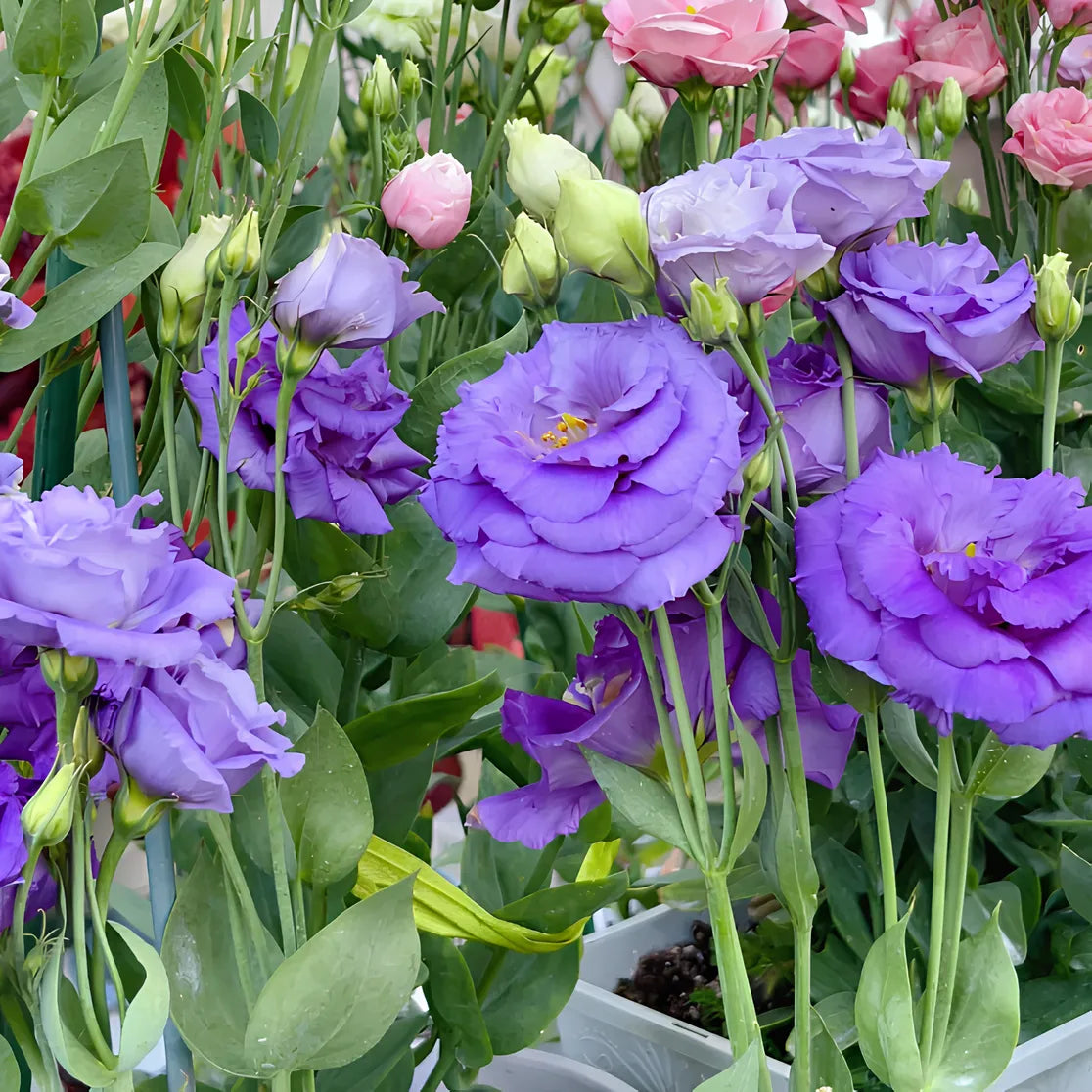 Perennial, long-flowering: Lisianthus seeds🌼