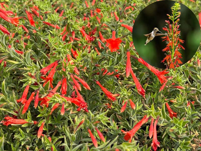 🔥🐦"Hummingbird Carpet"🌸Epilobium garrettii – Rainbow Burst 🌈