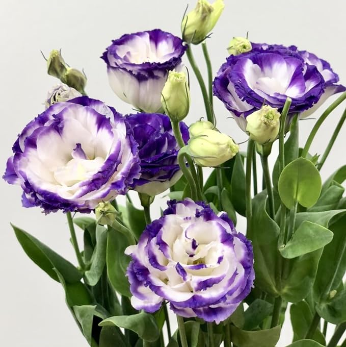 Perennial, long-flowering: Lisianthus seeds🌼