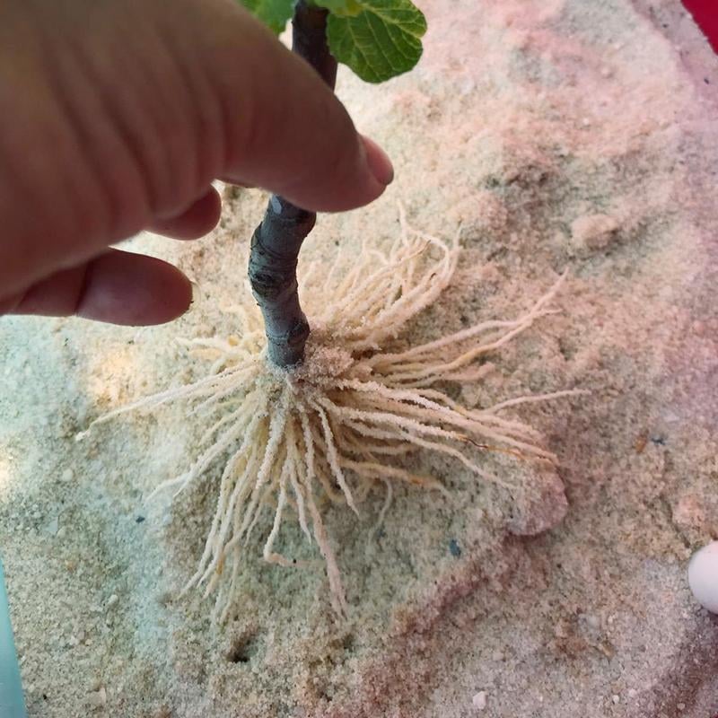 🎁Last Day Promotion 49% OFF🔥Nuticos Rooting Powder , Rooting Hormone for Plant Cuttings and Strong Roots, Ultra Concentrated