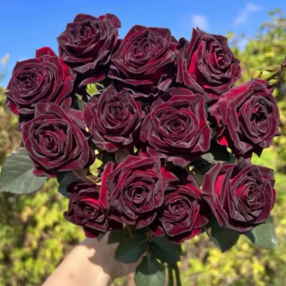 Black Buck rose