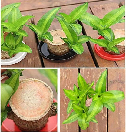 🎁Lucky Plant🪴Brazilian Wood🔥The best-selling bonsai in 2026