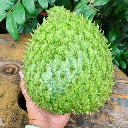 🏆Flash Sale⚡Almost Gone-💥🌸 Organic Soursop (Graviola) – Non-GMO Heirloom Tropical Fruit