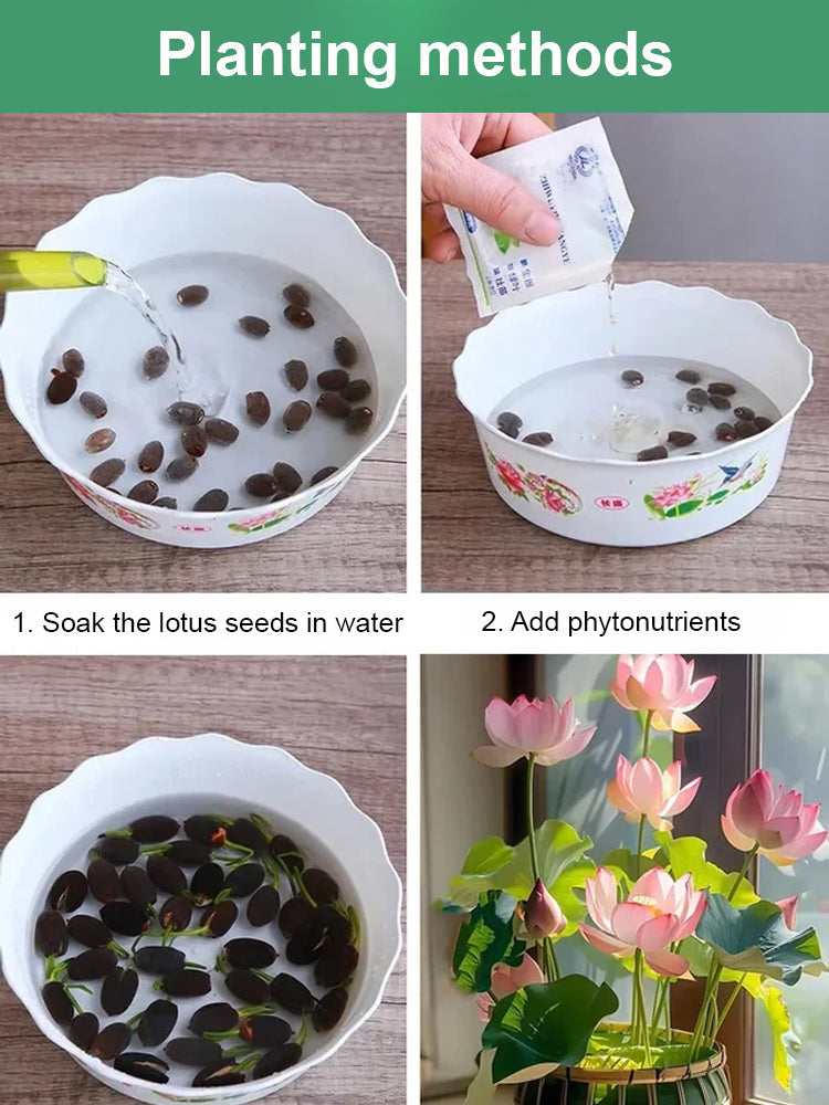 【Blooms Normally Even at -20℃】🪷 Winter Ornamental Hydroponic Lotus Seeds, Survival Rate Up to 99%!