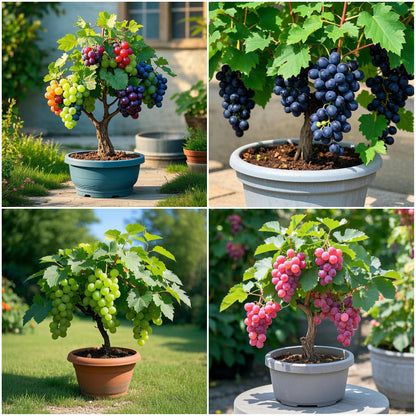 🌈Colorful Potted Grape Tree Seeds - Black, Pink, Rainbow, Green