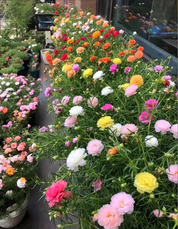 🌸 Double Flowered Moss Rose Seeds – 🌿Perennial Flower Seeds / Large Flowers / Easy to Grow