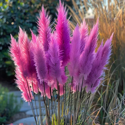 🔥Garden Essentials🌾Ornamental Perennial Pampas Grass Seeds🌱