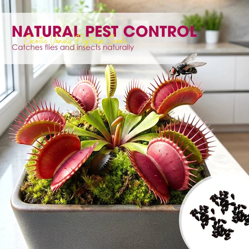🌱[Amazing Venus Flytrap Seeds]—Grow Your Own Mini Carnivorous Monster!😱🌿