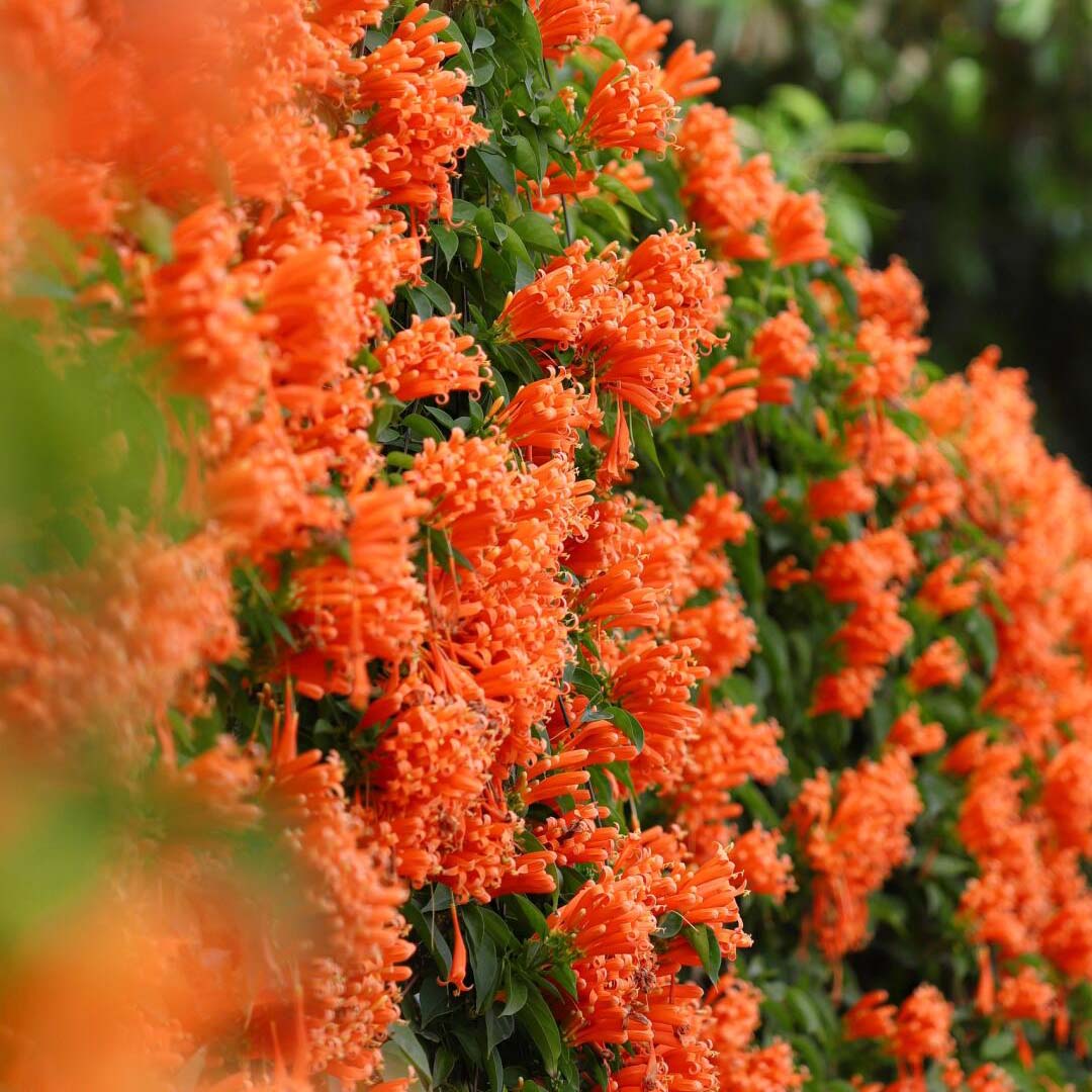 🔥🐦"Hummingbird Carpet"🌸Epilobium garrettii – Rainbow Burst 🌈