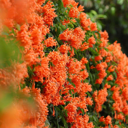 🔥🐦"Hummingbird Carpet"🌸Epilobium garrettii – Rainbow Burst 🌈
