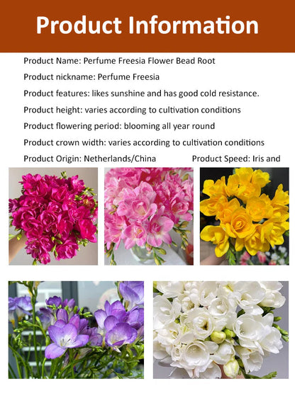 【Four-Season Blooming】Perfume Snow Orchid Seed