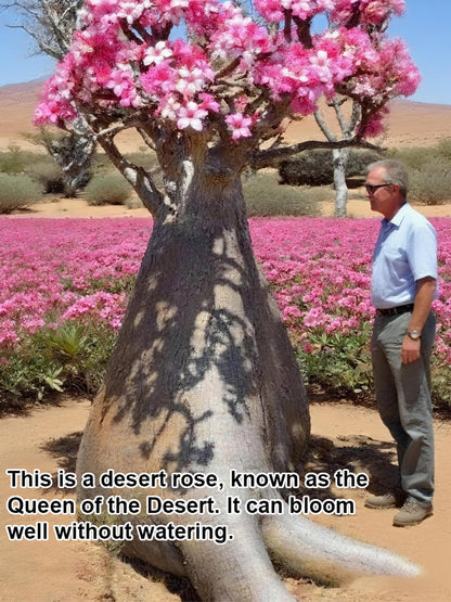 【Blooms in 25 days】Heat-resistant, Sun-resistant, Drought-resistant Desert Rose Bulbs 🔥Can Grow Without Watering