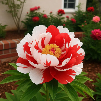 Rare Double Peonies That Bloom Big & Beautiful