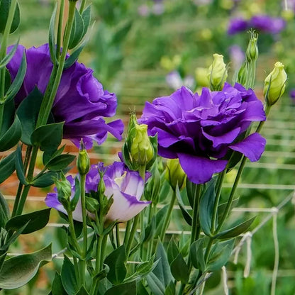 Perennial, long-flowering: Lisianthus seeds🌼