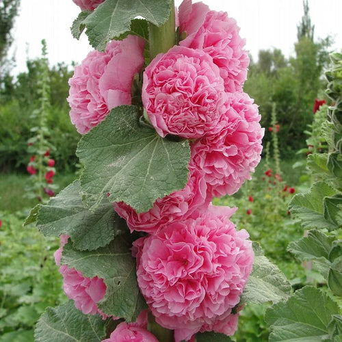 🌺Double Hollyhock Seeds – Fall & Winter Planting, Perennial Blooms & Stunning Garden Elegance🍂